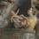 The Story of Saint Didacus of Alcal�&nbsp; - Maerten de Vos