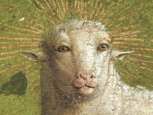 Detail head of the Lamb before treatment